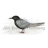 Black Tern - Chlidonias niger - Gulls - Sternidae