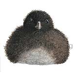 Lundi - Fratercula arctica - svartfuglar - Svartfuglar