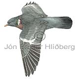 Hringdfa - Columba palumbus - adrirfuglar - Dfnatt