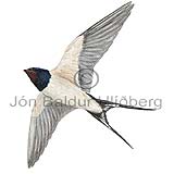  Barn Swallow - Hirundo rustic - Passerines - Hirundinidae