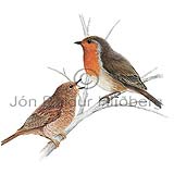 Robin - Erithacus rubercula - Passerines - Turdidae