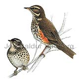 Redwing European Redwing - Turdus iliacus - Passerines - Turdidae