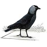 Jackdaw - Corvus monedula - Passerines - Corvidae