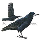 Rook - Corvus frugilegus - Passerines - Corvidae