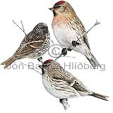 Redpoll - Caeduelis flammea - Passerines - Fringillidae