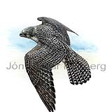 Gyrfalcon - Falco rusticolus - birdsofprey - Falconidae