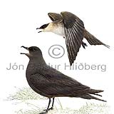 Arctic Skua Parasitic Jaeger - Stercorarius parasiticus - Gulls - Stercorariidae