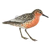 Raudbrystingur - Calidris canutus - vadfuglar - Snputt