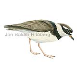 Ringed Plover - Charadrius hiaticula - Waders - Scolopacidae