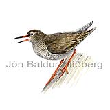 Redshank - Tringa totanus - Waders - Scolopacidae