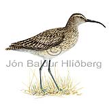 Spi - Numenius phaeopus - vadfuglar - Snputt