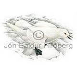 Ivory gull - Pagophila euburnea - Gulls - Laridae