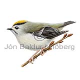 Goldcrest - Regulus regulus - Passerines - sylviidae