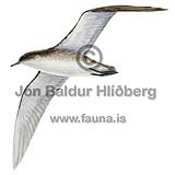 Stormskrofa - Puffinus yelkouan - adrirfuglar - Fýlingjaætt