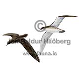 Stormskrofa - Puffinus yelkouan - adrirfuglar - Fýlingjaætt
