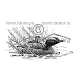  Slavonian Grebe Horned Grebe -  Podiceps auritus - otherbirds - Podicipedidae
