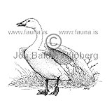  Whooper swan -  Cygnus cygnus - ducksandallies - Anatidae