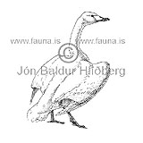  Whooper swan -  Cygnus cygnus - ducksandallies - Anatidae