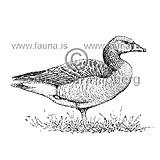 Grey-lag Goose - Anser anser - ducksandallies - Anatidae