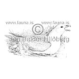 Fýll -  Fulmarus glacialis - adrirfuglar - Fýlingjaætt