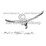 Haförn - Haliaeetus albicilla - ranfuglar - Haukaætt