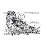 Short-eared Owl - Asio flammeus - birdsofprey - Strigidae