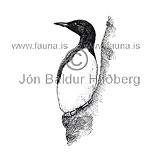 Stuttnefja - Uria lomvia - svartfuglar - Svartfuglar