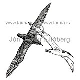 Skrofa - Puffinus puffinus - adrirfuglar - Flingjatt