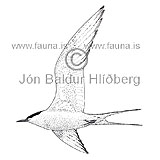 Arctic Tern - Sterna paradisaea - Gulls - Sternidae