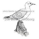 Hettumfur - Larus ridibundus - mafar - Mfatt