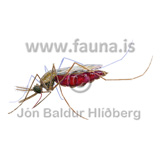 Mosquito ; Anopheles gambiae - Anopheles gambiae - otherinverebrates - Insecta