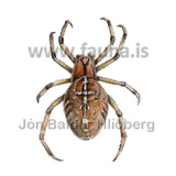 European garden spider - Araneus diadematus - spiders - araneidae