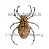 krosskngul - Araneus diadematus - attfaetlur - ttftlur