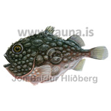 Atlantic spiny lumpsucker - Eumicrotremus  spinosus - otherfish - Scorpaeniformes