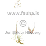 Bugupuntur - Avenella flexuosa, Deschampsia flexuosa - annargrodur - Grasatt