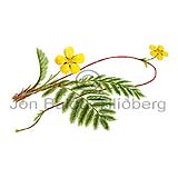 Silverweed - Potentilla anserina - Dicotyledonous - Rosaceae