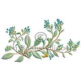 Sea Lungwort - Mertensia maritima - Dicotyledonous - Borginaceae