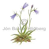 Harebell Bluebell - Campanula rotundifolia - Dicotyledonous - Campanulaceae