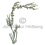 Klang - Ascophyllum nodosum - thorungar - Brnrungar