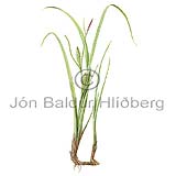 Bottle Sedge - Carex rostrata - Monocotyledones - Cyperaceae