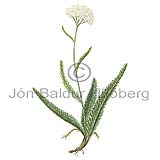 Vallhumall - Achillea millefolium - tvikimblodungar - Krfublmatt