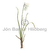 Narrow-leaved Cottongrass - Eriophorum angustifolium - Dicotyledonous - Cyperaceae