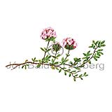 Wild Thyme - Thymus praecox arcticus - Dicotyledonous - Lamiaceae