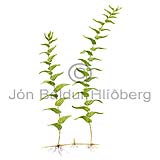 Perfoliate Pondweed - Potamogeton perfoliatus - Monocotyledones - Potamogetonaceae