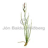 Mrastr - Carex nigra - einkimblodungar - Starartt
