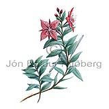 Icelandic rosebay - epilobium latifolium - Dicotyledonous - Onagraceae