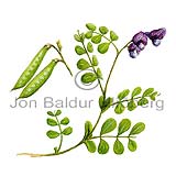 Baunagras - Lathyrus japonicus maritimus - tvikimblodungar - Ertublmatt