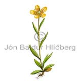 Yellow Marsh Saxifrage - saxifraga hirculus - Dicotyledonous - Saxifragaceae
