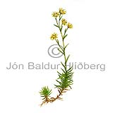 Lesser Yellow Saxifrage - saxifraga aizoides - Dicotyledonous - Saxifragaceae