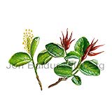 Grasvir - Salix herbacea - tvikimblodungar - Vistt